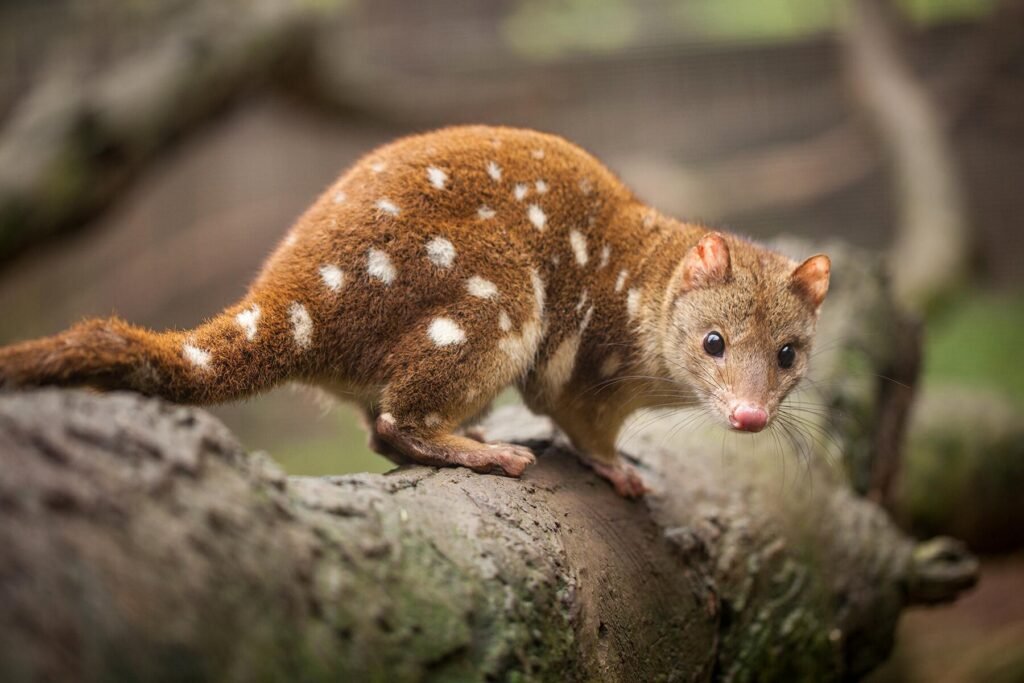 Australia: Land of Stunning Landscapes and Rich Heritage