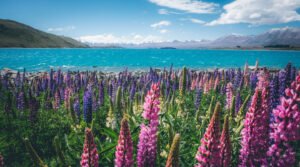 New Zealand: A Land of Natural Wonders and Rich Maori Heritage