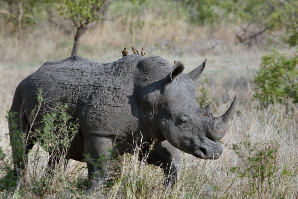 South Africa: A Tapestry of Cultures and Natural Beauty