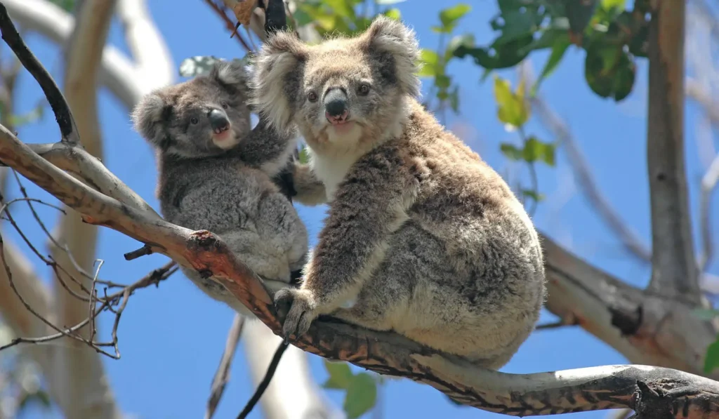 Australia: Land of Stunning Landscapes and Rich Heritage