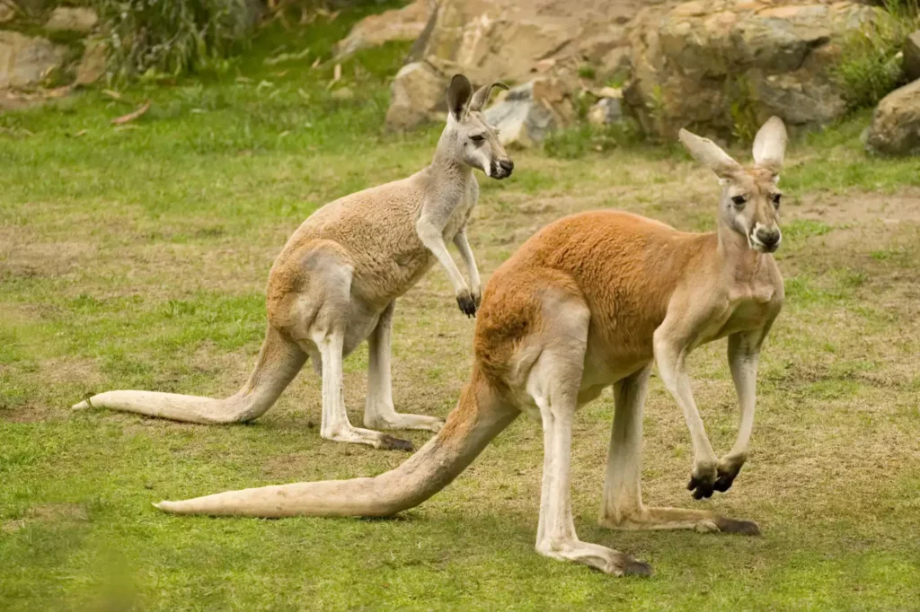 Australia: Land of Stunning Landscapes and Rich Heritage